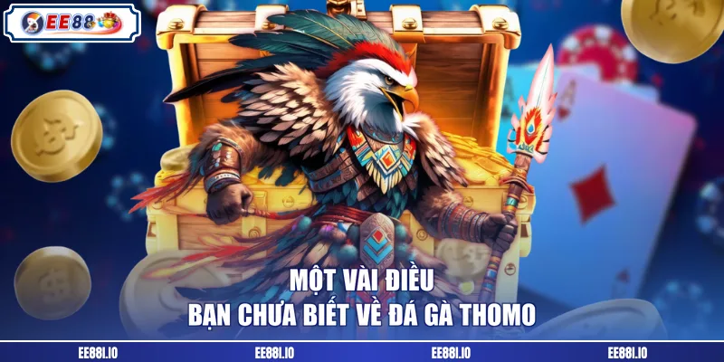 Một vài điều bạn chưa biết về đá gà Thomo